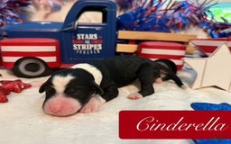 Bernedoodle dogs for sale: Cinderella - Image 1