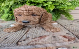 Goldendoodle dogs for sale: Maggie - Image 8