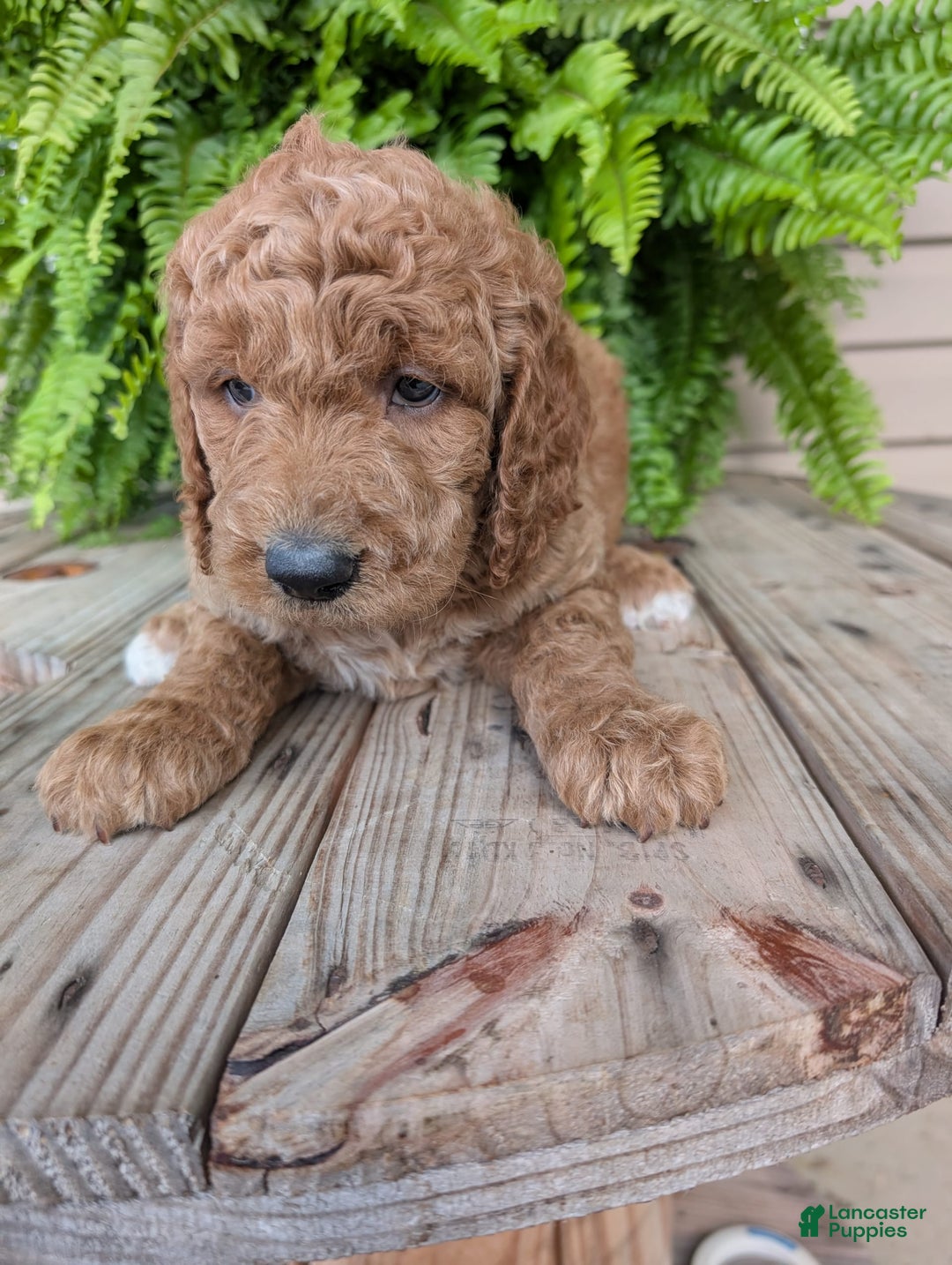Goldendoodle dogs for sale: Maggie - Image 8