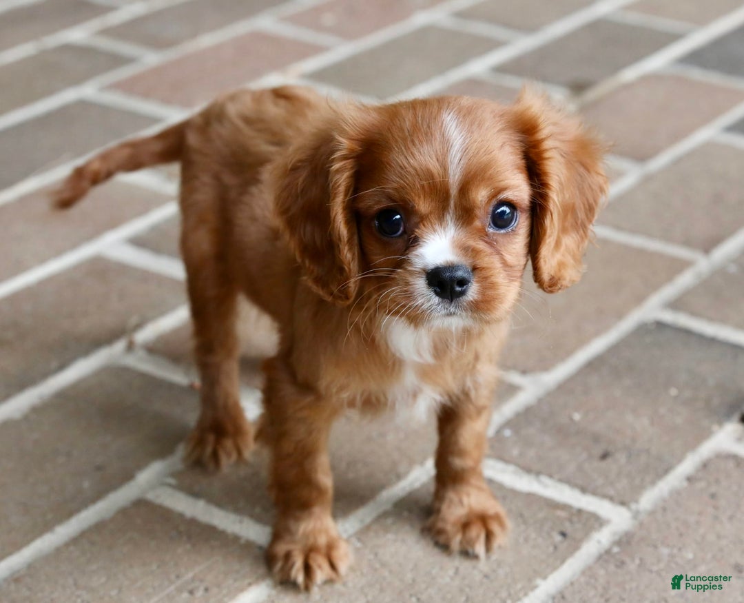 Cavalier King Charles Spaniel dogs for sale: Louie - Image 24