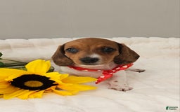 Dachshund dogs for sale: Millie Mae - Image 9