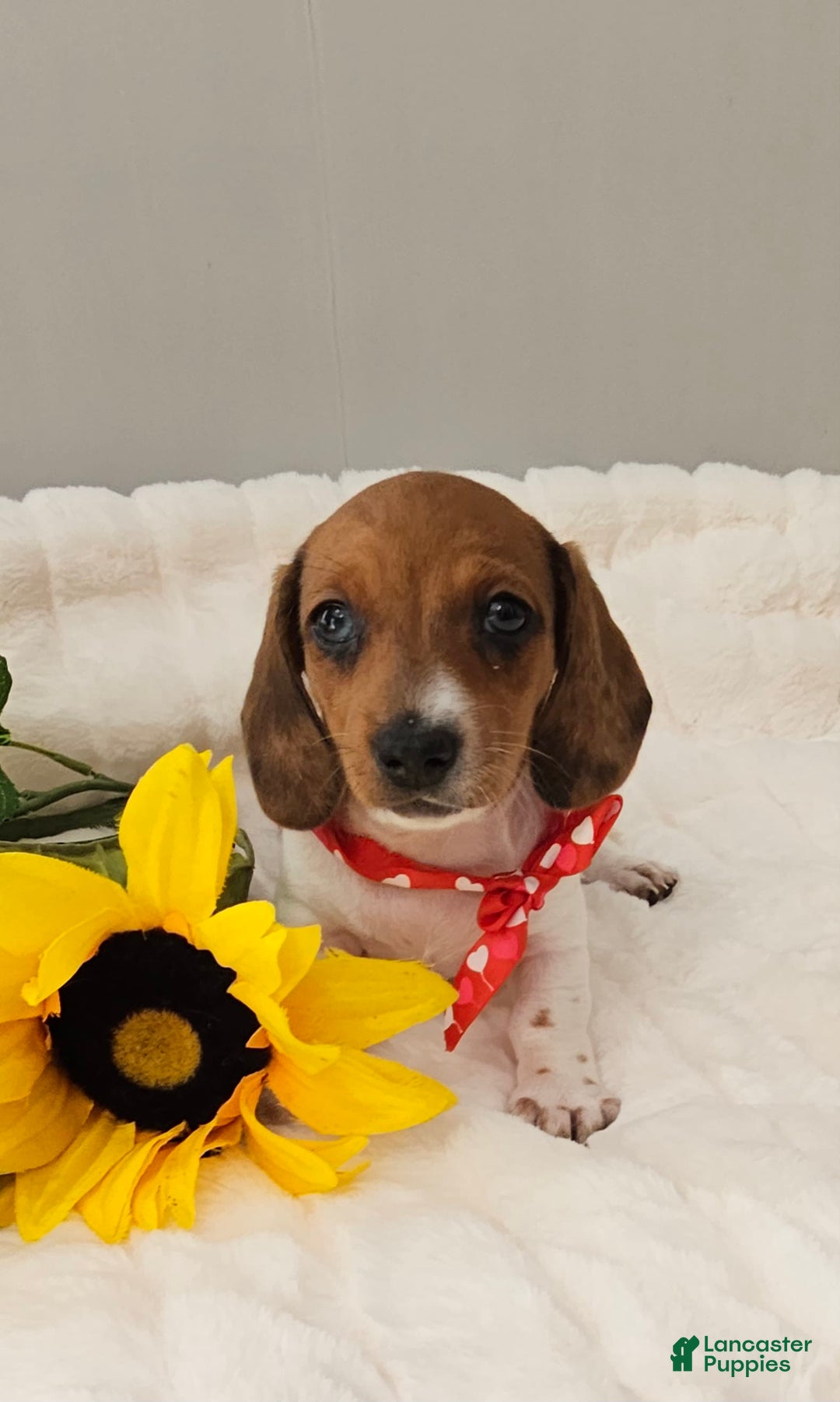 Dachshund dogs for sale: Millie Mae - Image 9