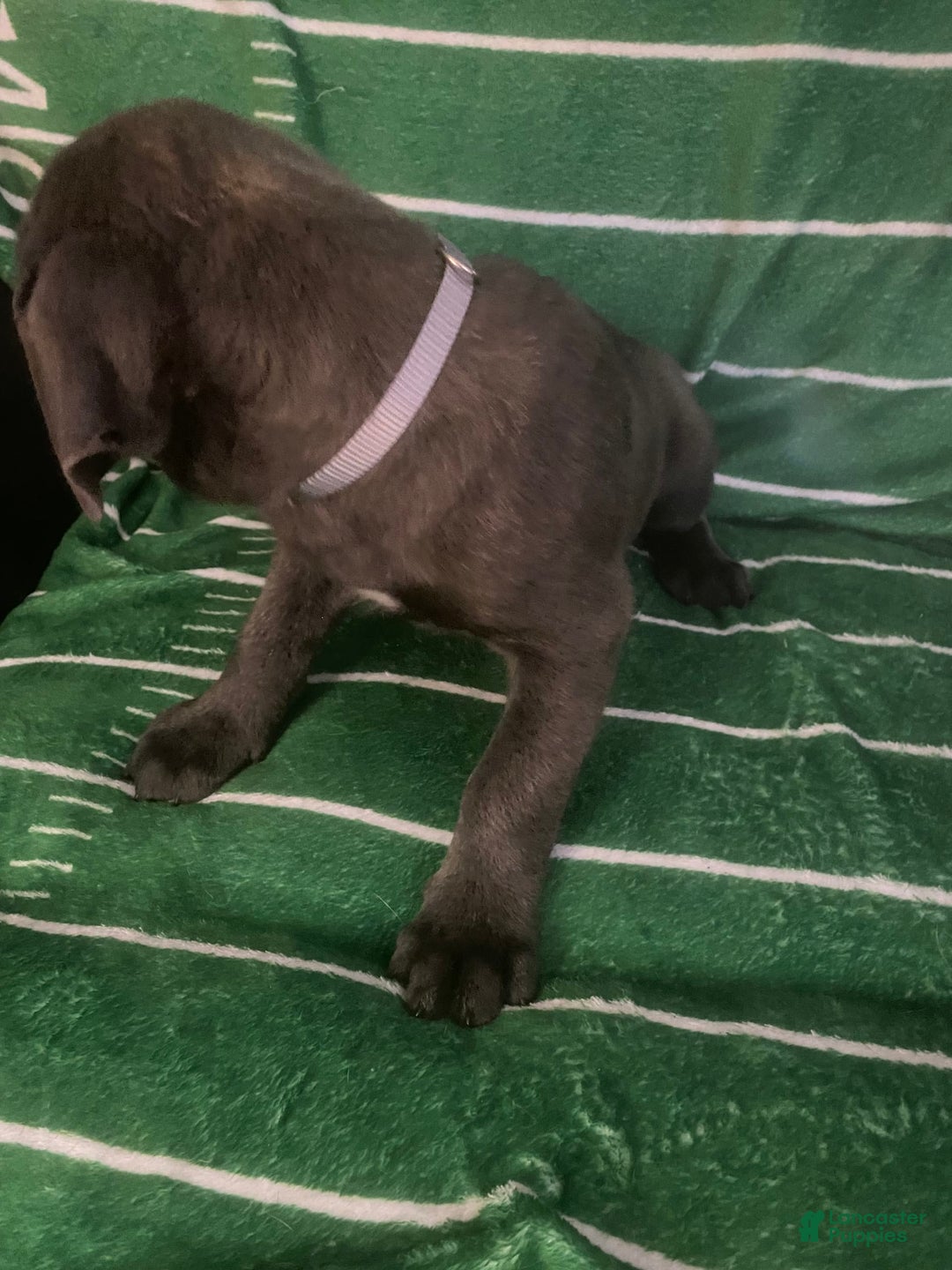 Cane Corso dogs for sale: Grey - Image 2