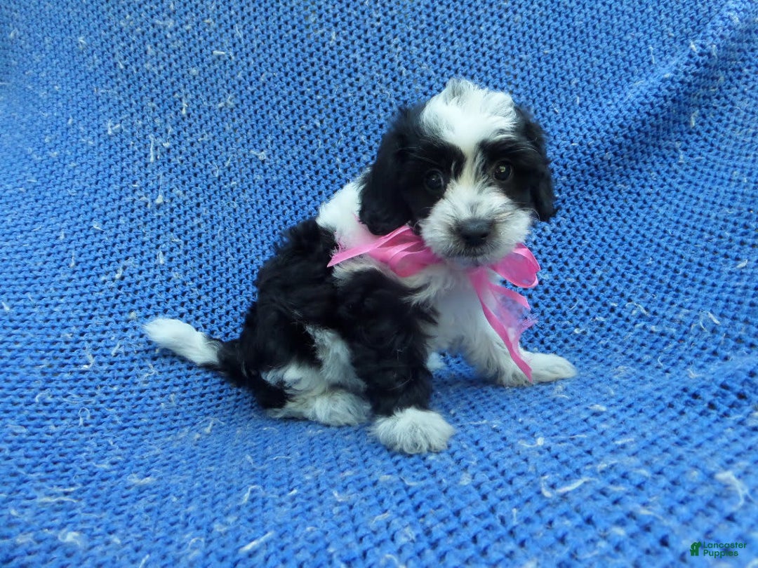 Maltipoo dogs for sale: Joona - Image 1