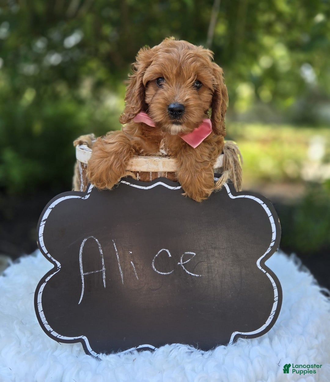 Cavapoo dogs for sale: Alice - Image 5
