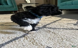 Maltipoo dogs for sale: King - Image 2