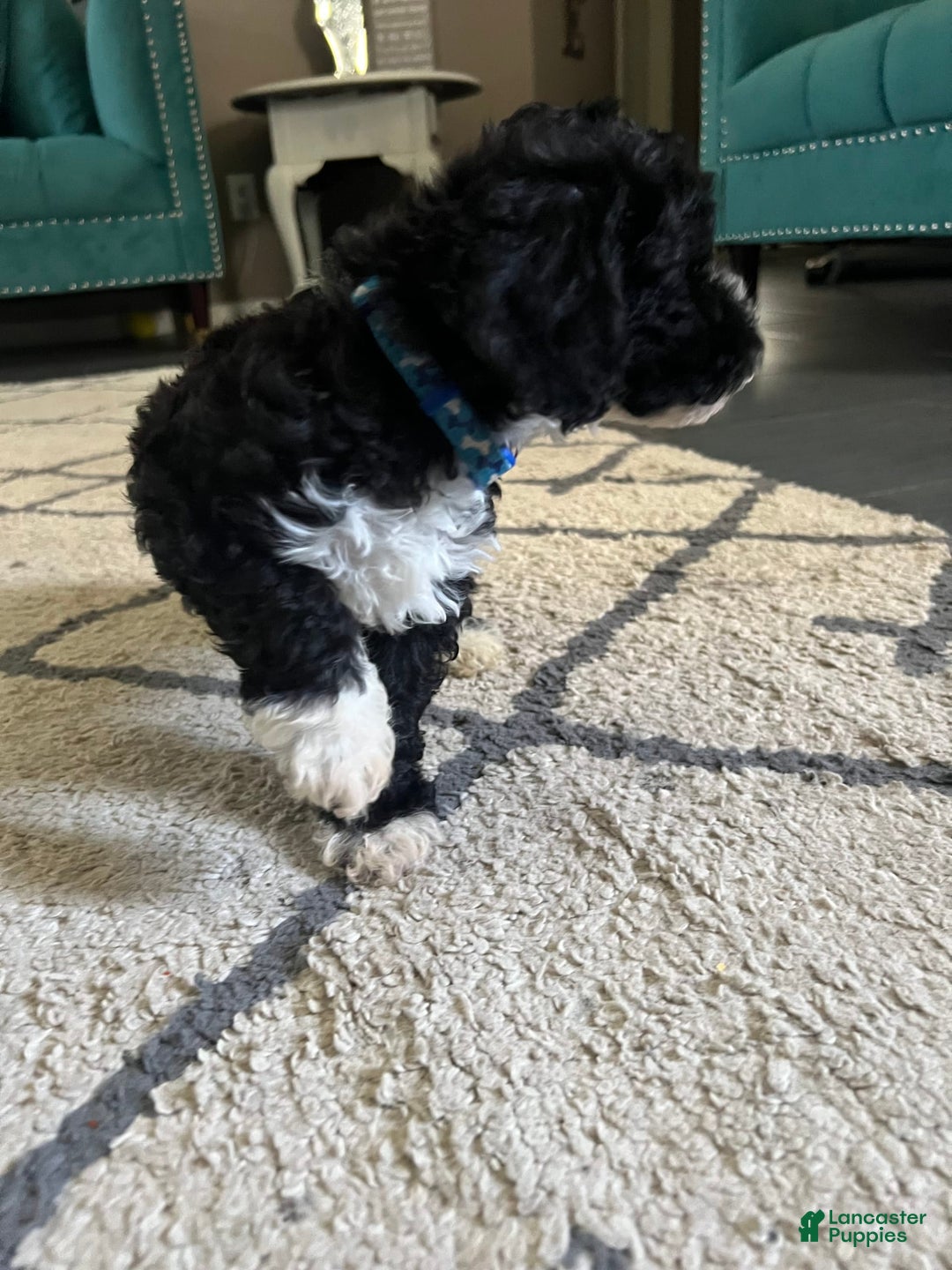 Maltipoo dogs for sale: King - Image 2