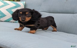 Miniature Dachshund dogs for sale: Miniature Dachshund 3 puppies - Image 19
