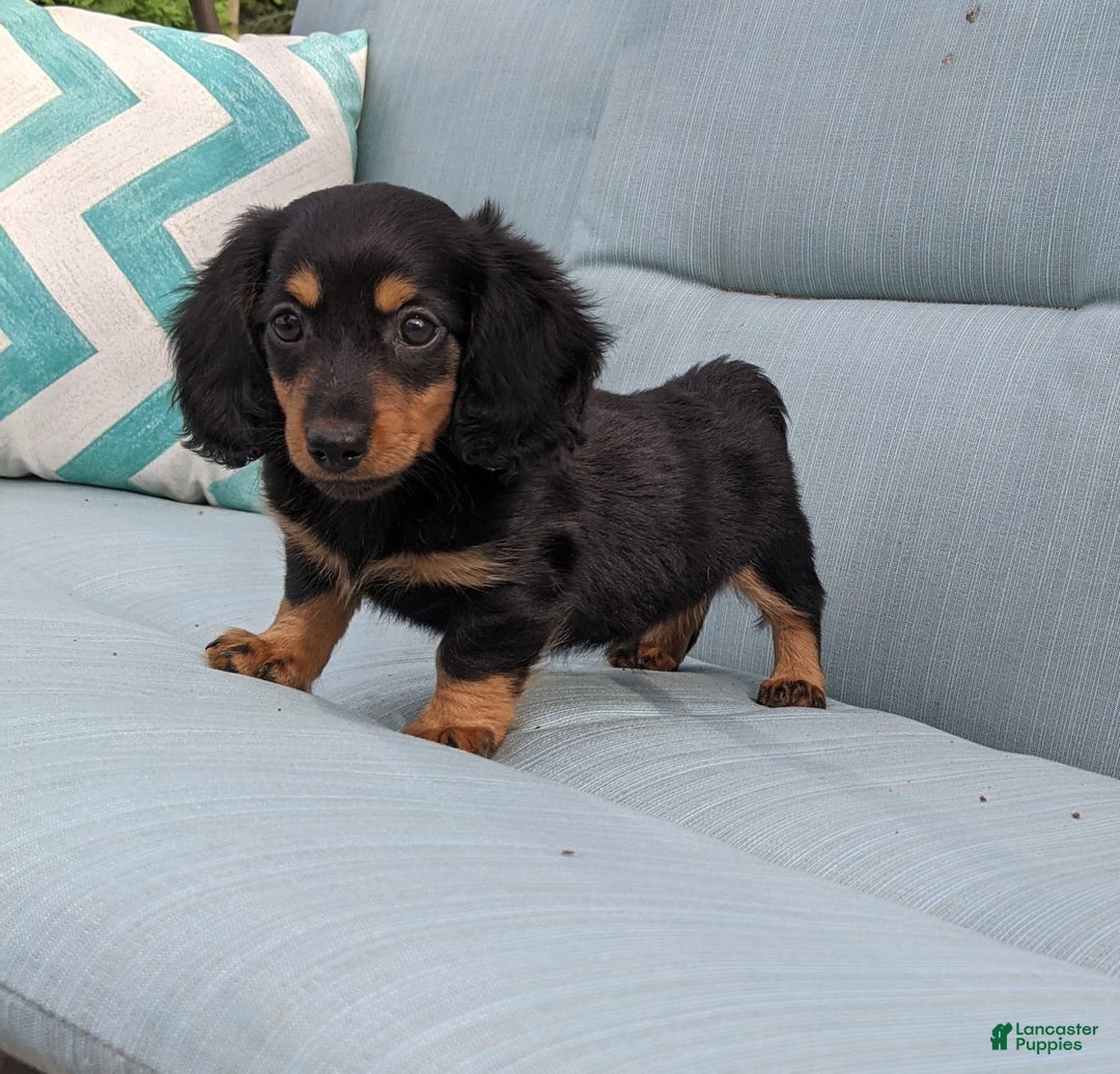 Miniature Dachshund dogs for sale: Miniature Dachshund 3 puppies - Image 19