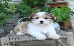 Malshi dogs for sale: Roy - Image 2