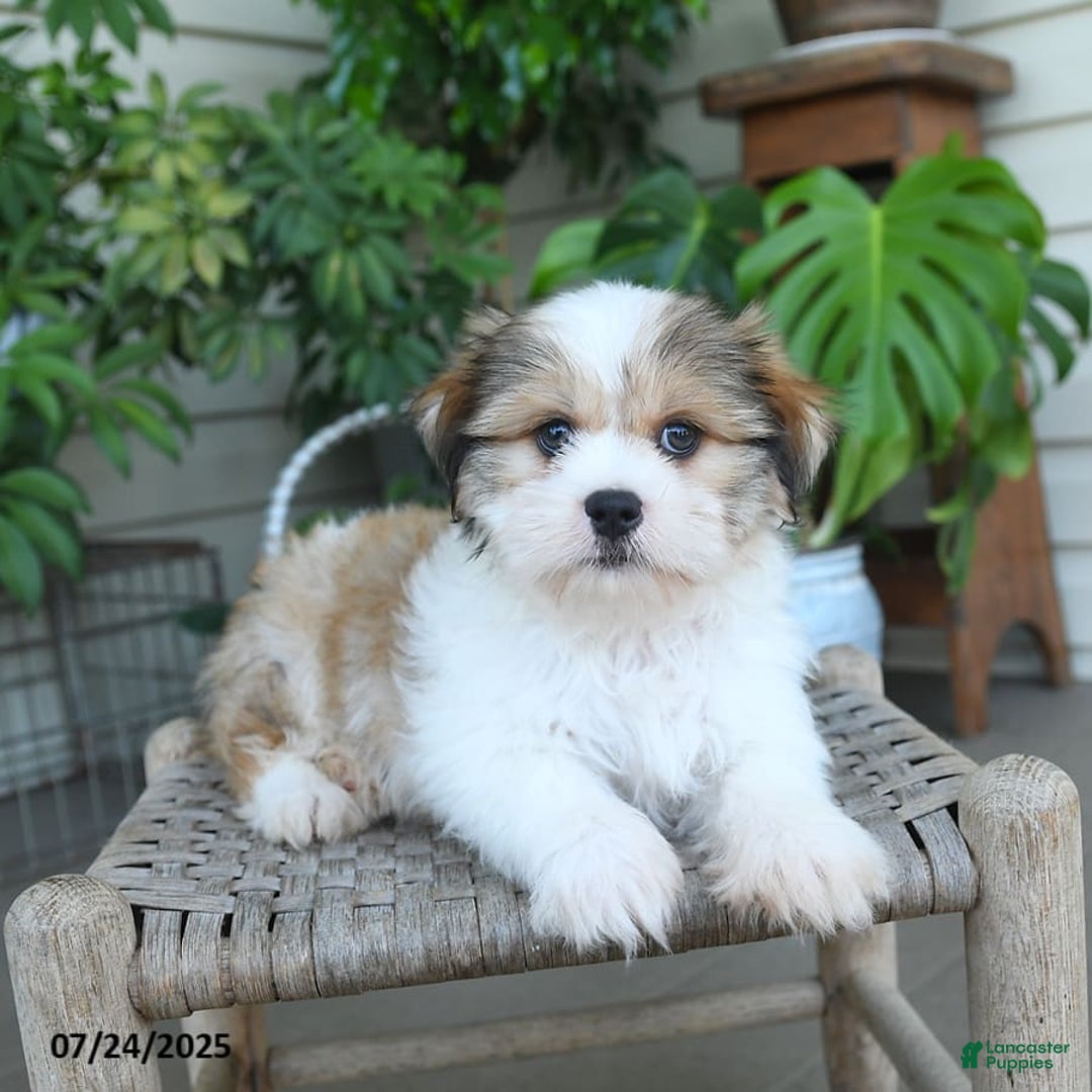 Malshi dogs for sale: Roy - Image 2
