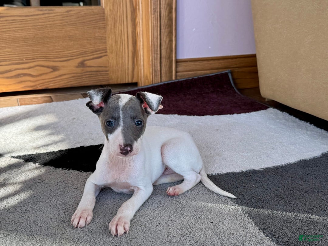 Italian Greyhound dogs for sale: Jace - Image 4