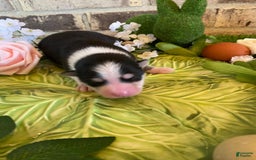 Pomsky dogs for sale: Chai - Image 3