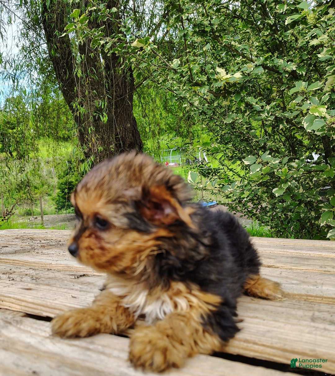 Yorkshire Terrier dogs for sale: Seraphina - Image 11