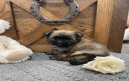 Morkie dogs for sale: Purple - Image 2