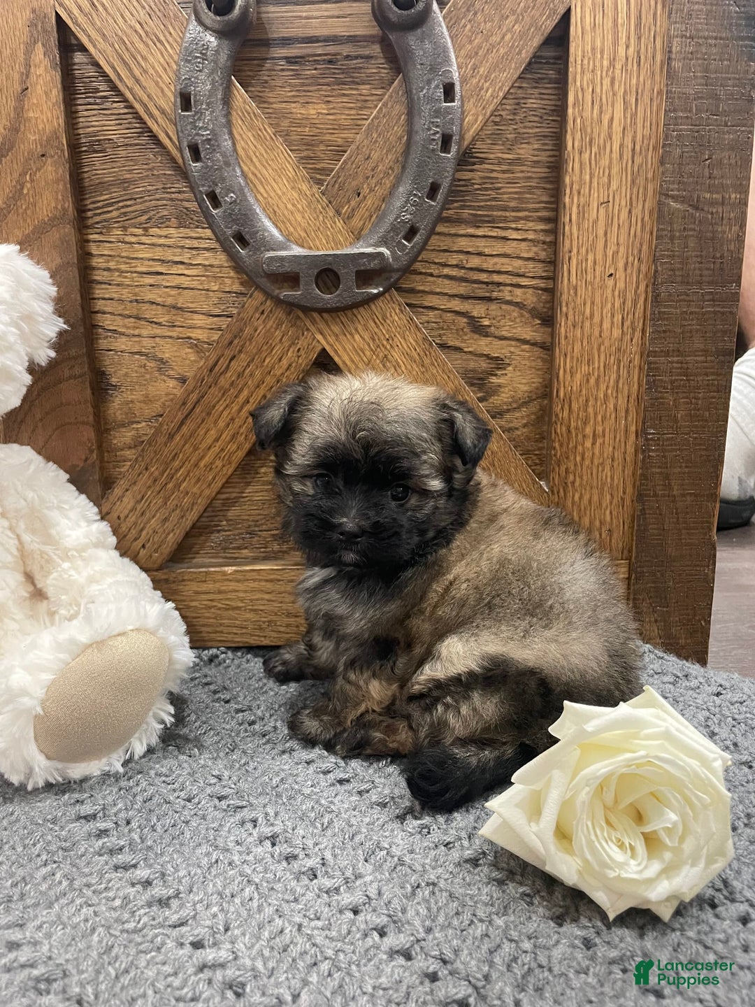 Morkie dogs for sale: Purple - Image 2