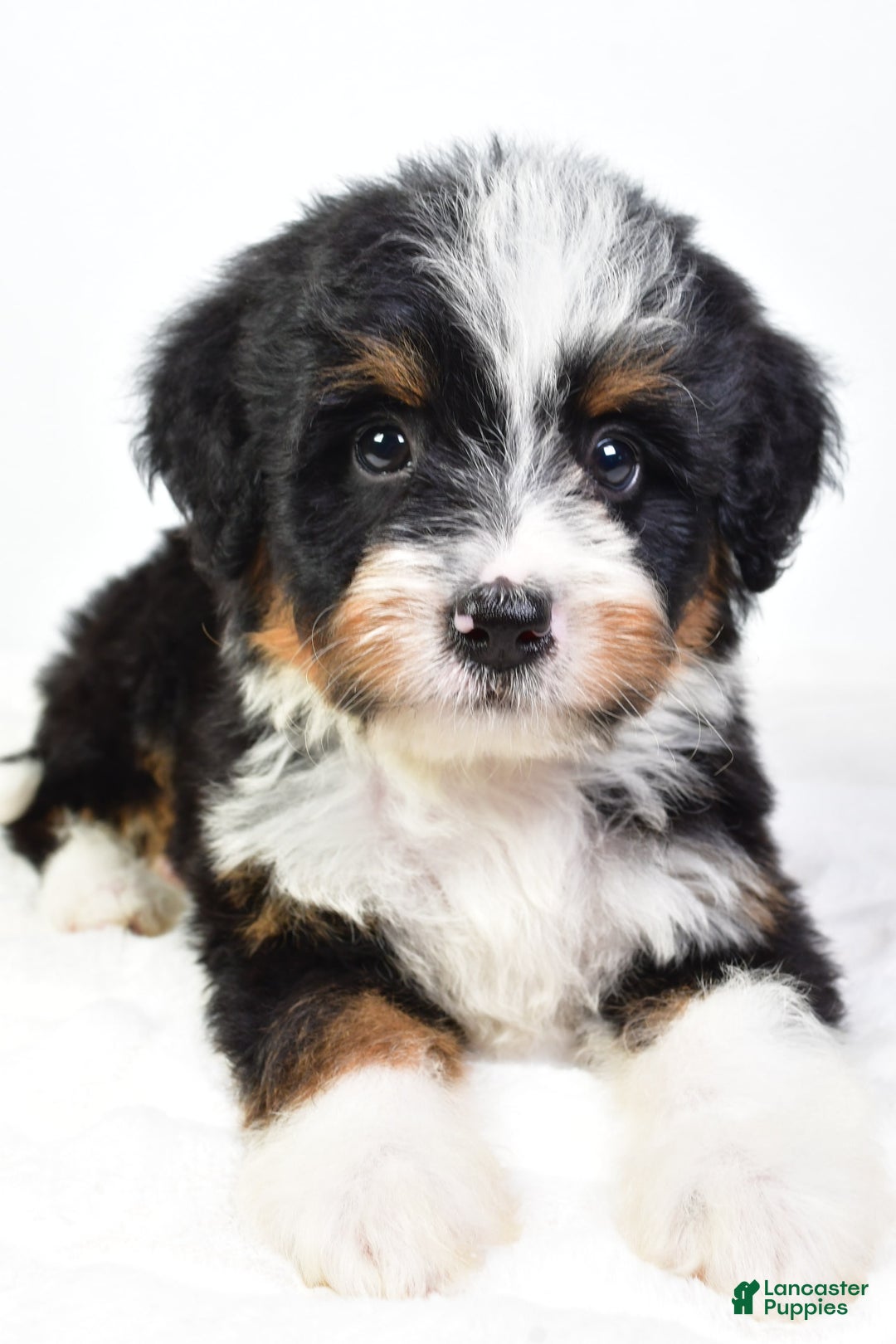 Mini Bernedoodle dogs for sale: Yolanda - Image 2