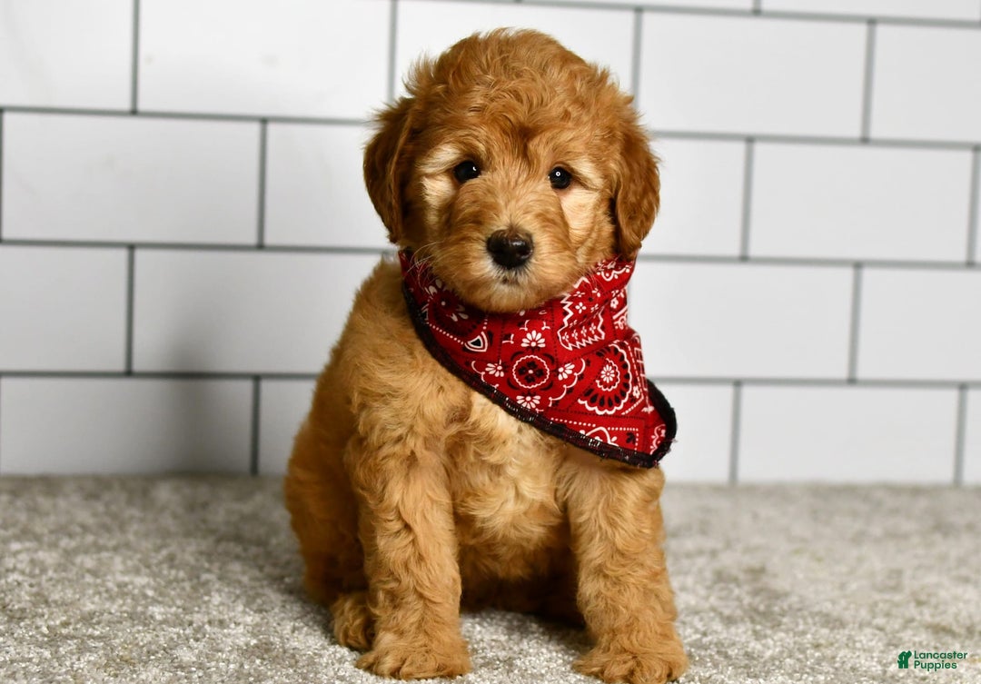 Mini Goldendoodle dogs for sale: Sophia - Image 5