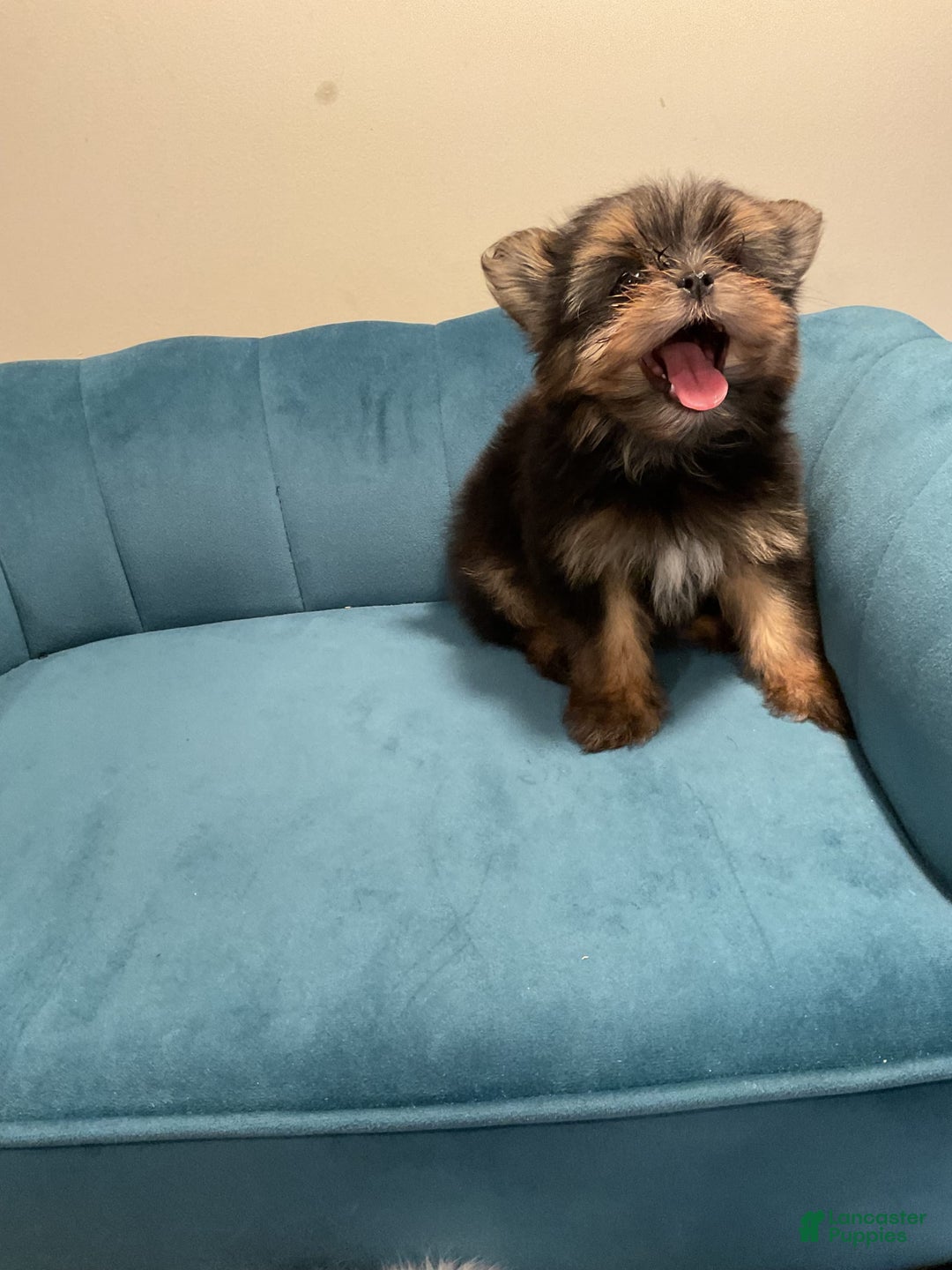 Biewer Terrier dogs for sale: Max - Image 6