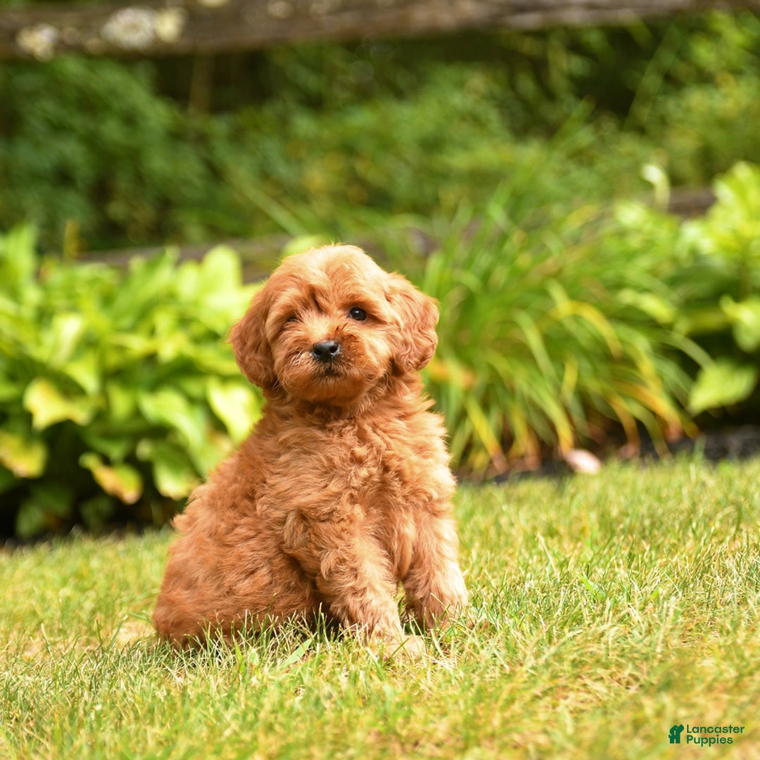 Mini Goldendoodle dogs for sale: Ruby - Image 5