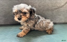 Maltipoo dogs for sale: Rugger - Image 2