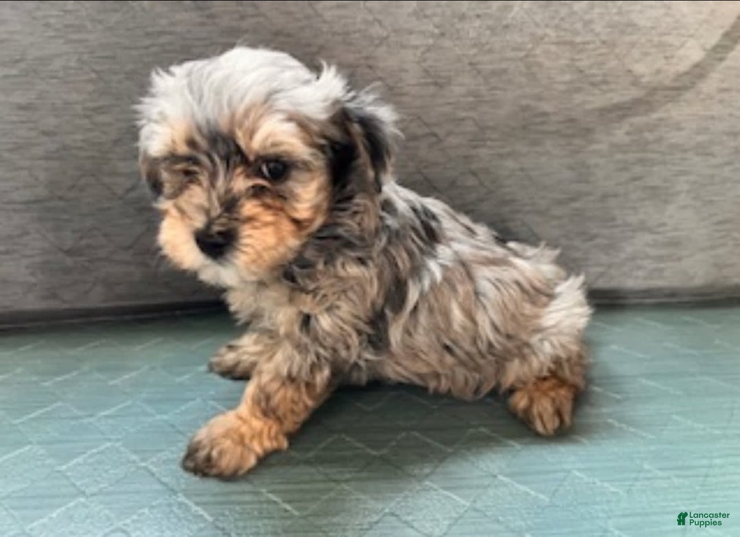 Maltipoo dogs for sale: Rugger - Image 2