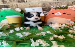 Pomsky dogs for sale: Luffy - Image 9