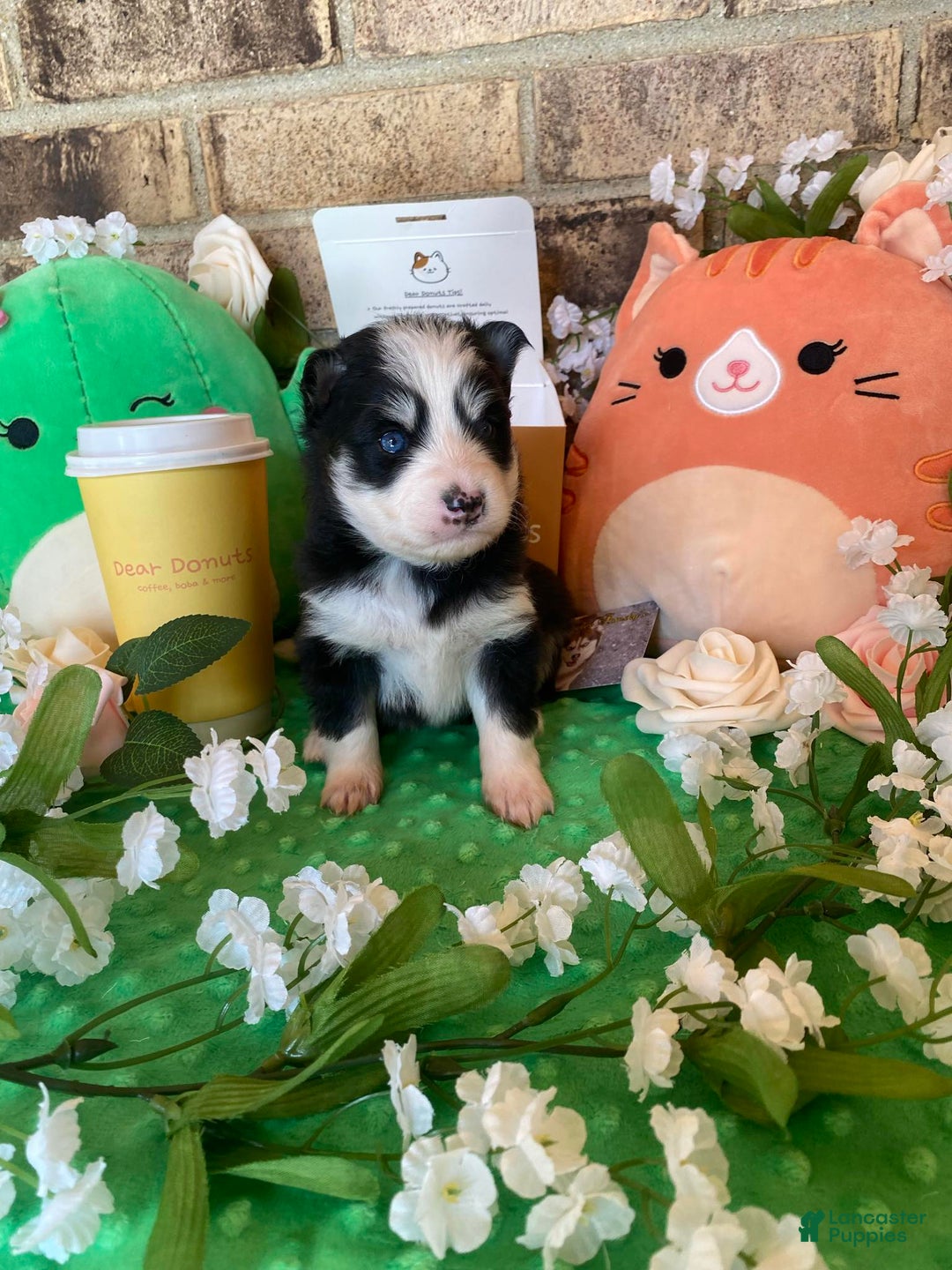 Pomsky dogs for sale: Luffy - Image 9