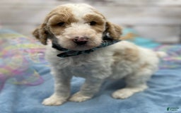Standard Poodle dogs for sale: Gus - Image 8