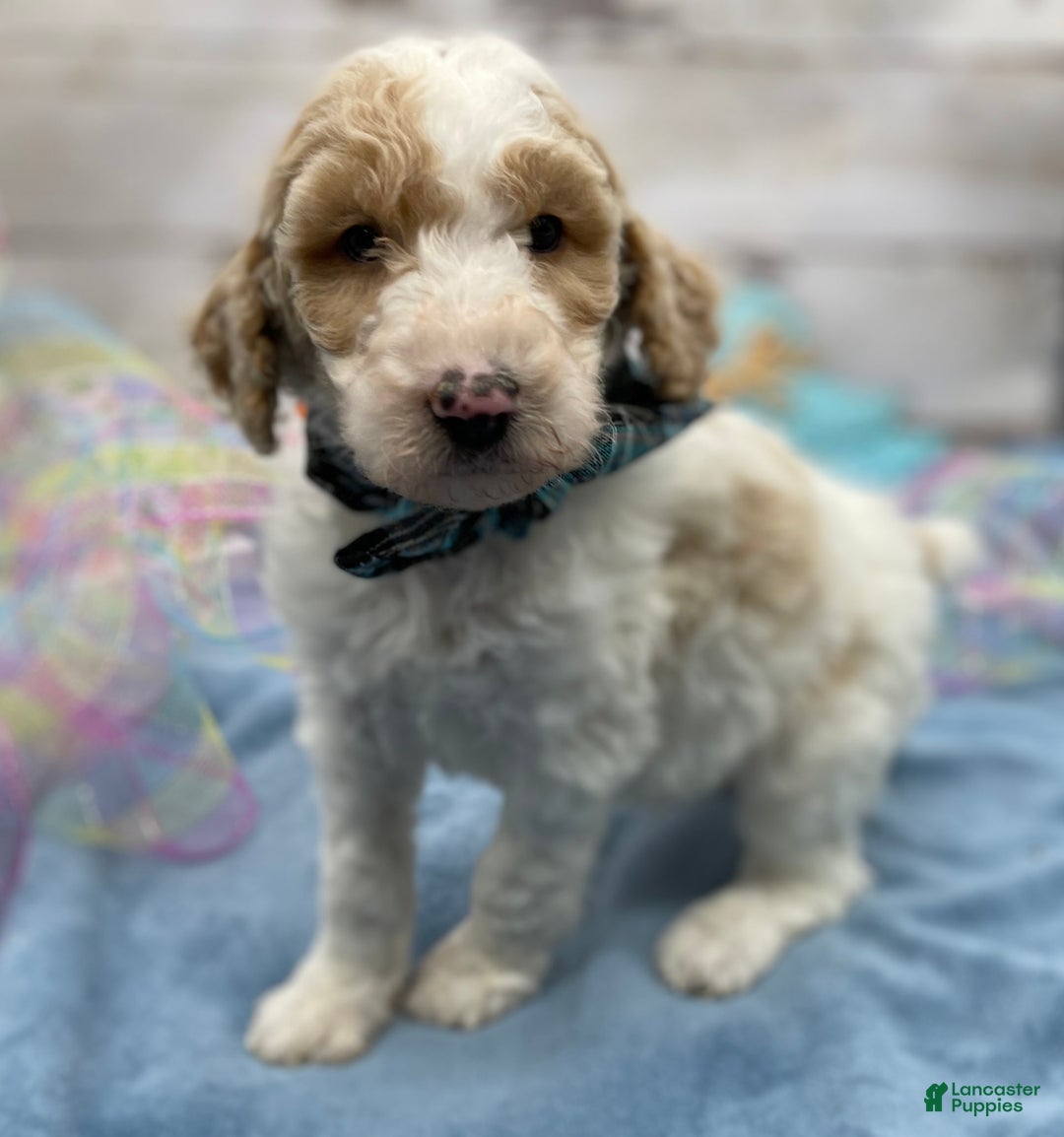 Standard Poodle dogs for sale: Gus - Image 8
