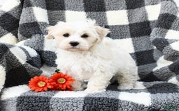 Maltipoo dogs for sale: Louie - Image 1