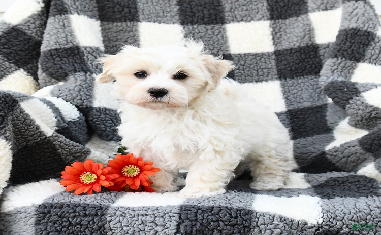 Maltipoo dogs for sale - Ad 2