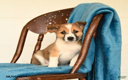Australian Cattle Dog dogs for sale: Chester - Image 2