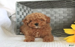 Miniature Poodle dogs for sale: Roxy - Image 4