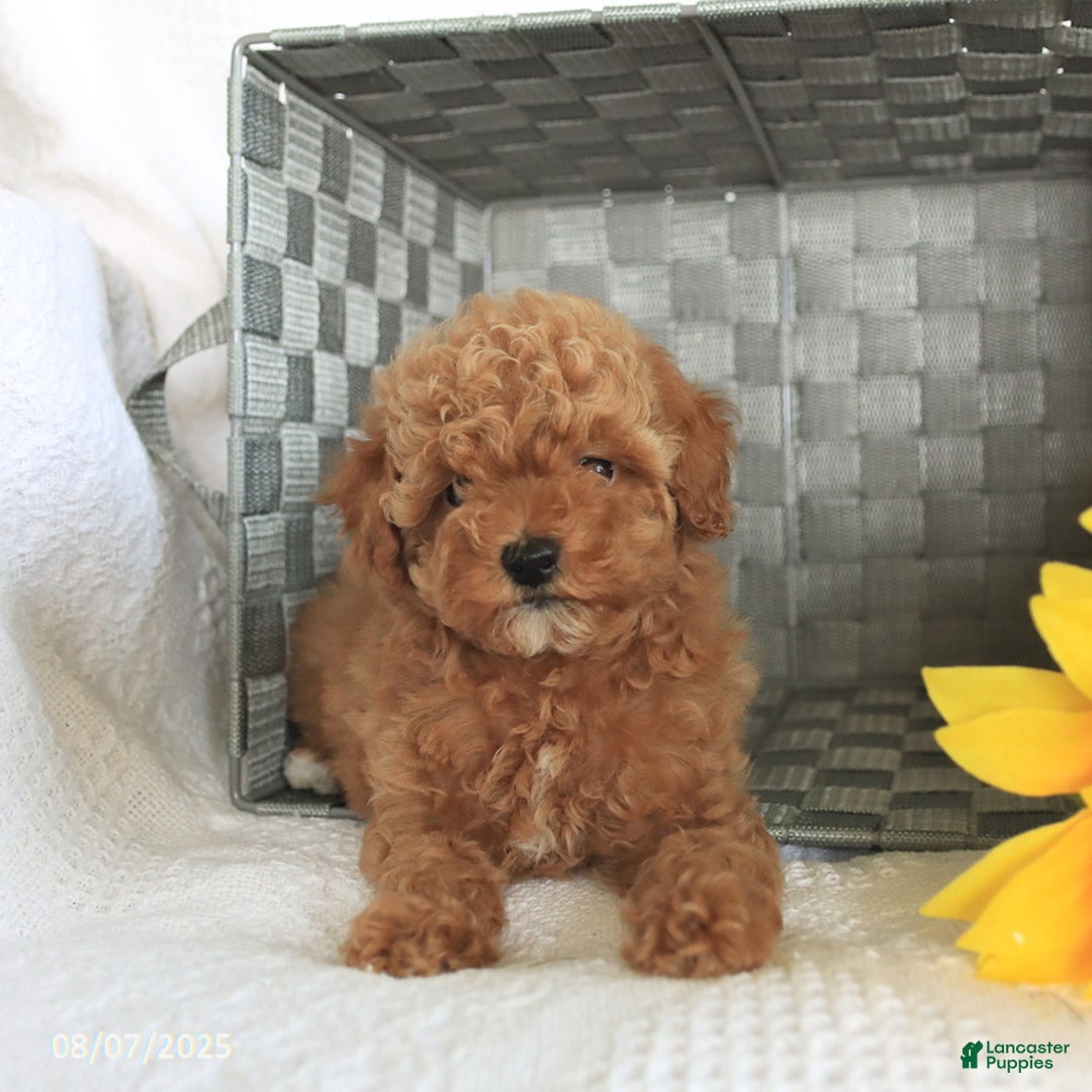 Miniature Poodle dogs for sale: Roxy - Image 4