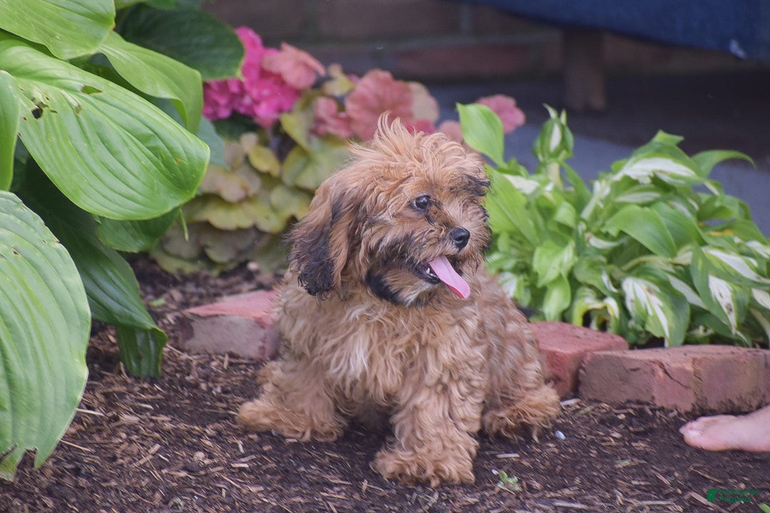 Cavapoo dogs for sale: Marlissa - Image 2
