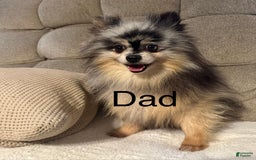 Pomeranian dogs for sale: Finn - Image 7