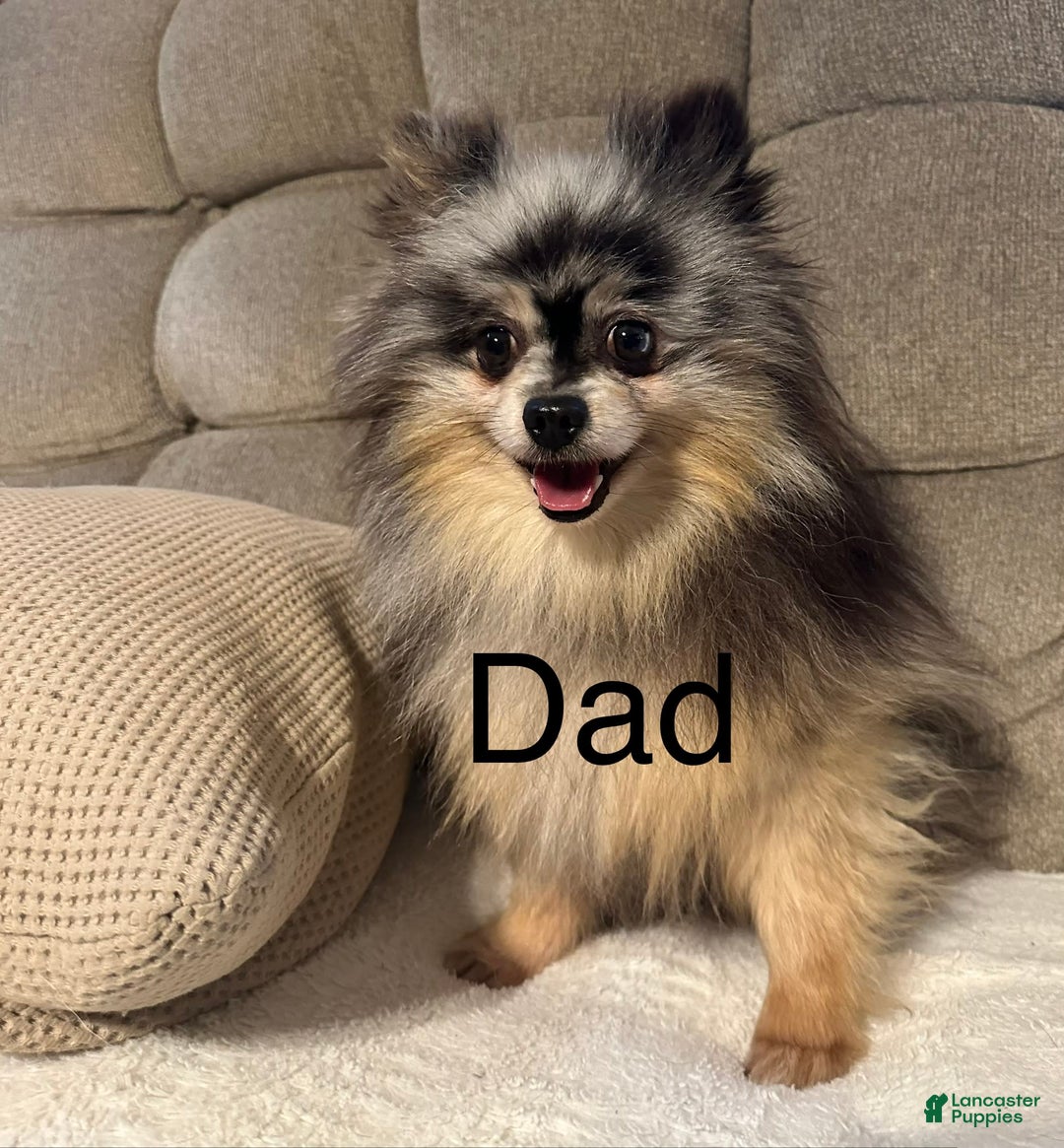 Pomeranian dogs for sale: Finn - Image 7