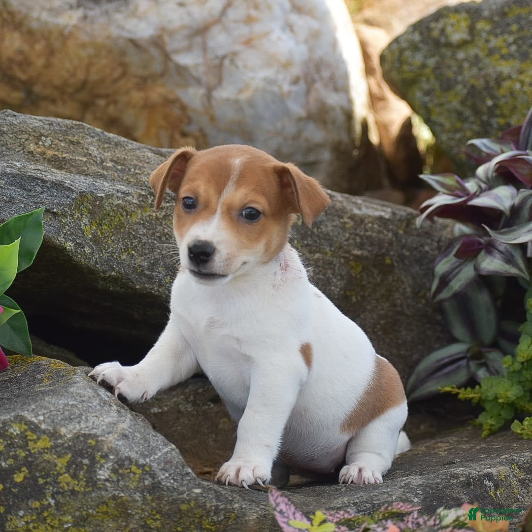 Jack Russell Terrier dogs for sale: Starlight - Image 2