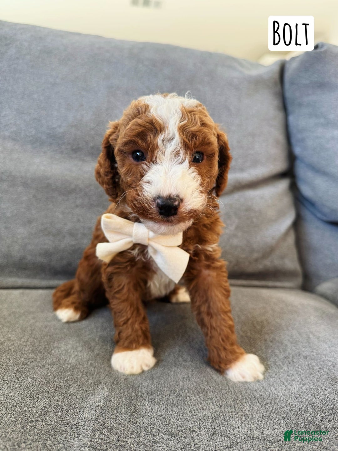 Mini Goldendoodle dogs for sale: Petite Bolt - Image 13