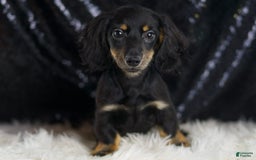 Miniature Dachshund dogs for sale: Oscar - Image 1