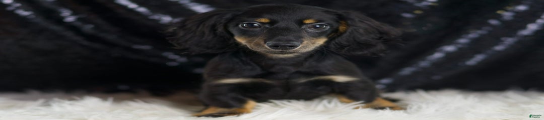 Oscar