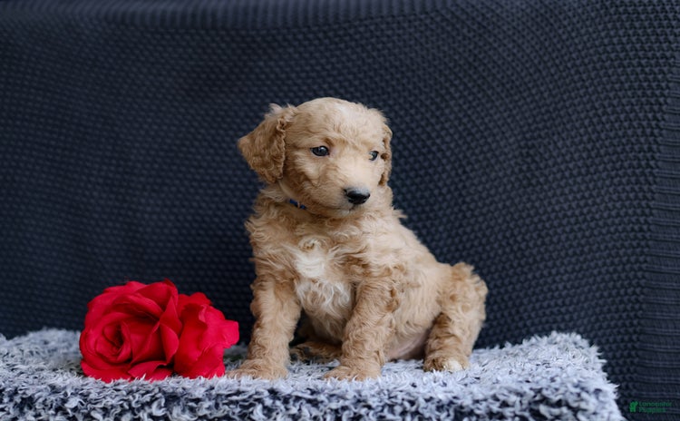 Mini Goldendoodle dogs for sale - Ad 4