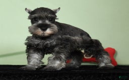 Miniature Schnauzer dogs for sale: Ike - Image 5