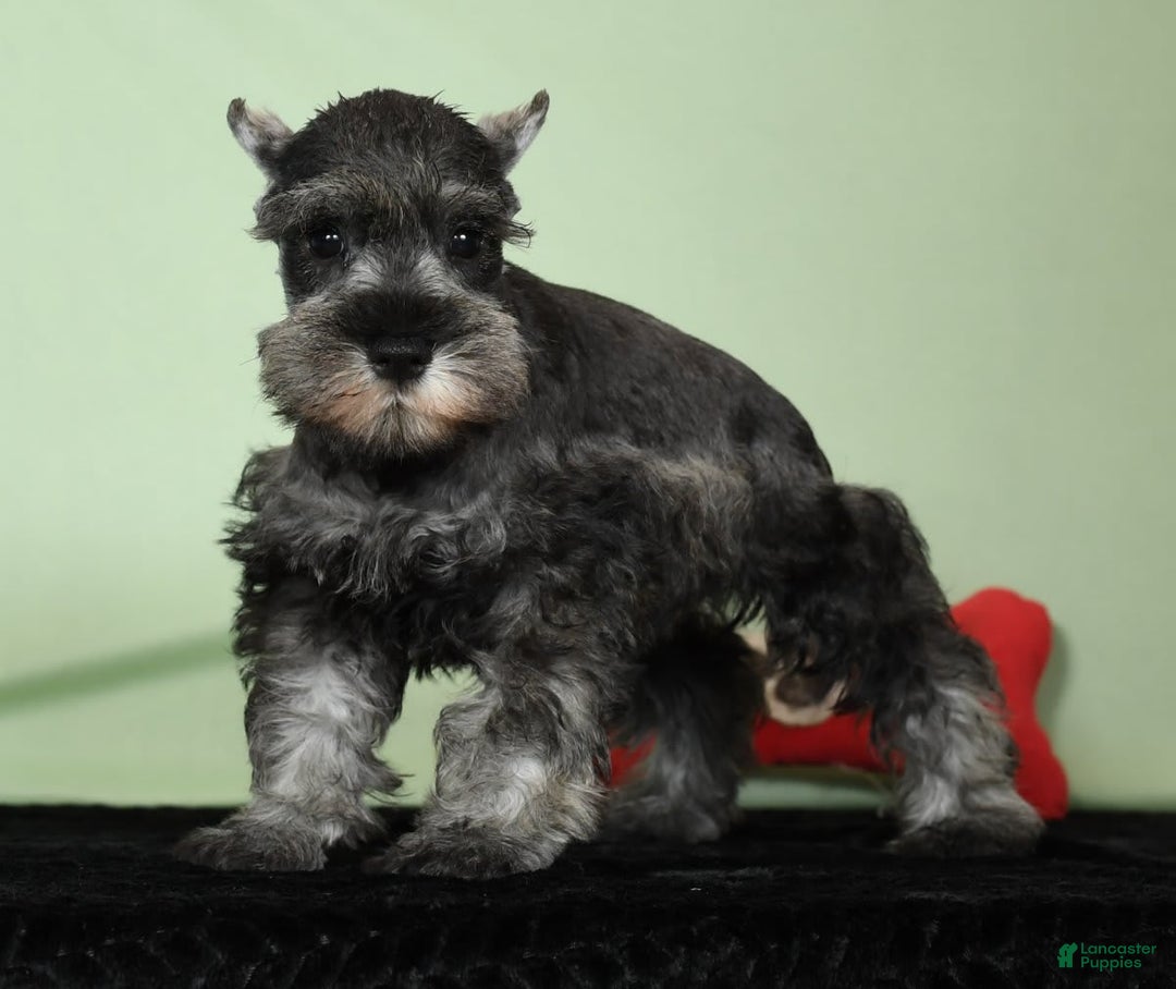 Miniature Schnauzer dogs for sale: Ike - Image 5