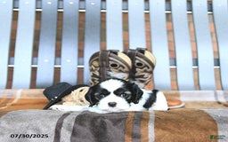 Cocker Spaniel dogs for sale: Khloe - Image 3