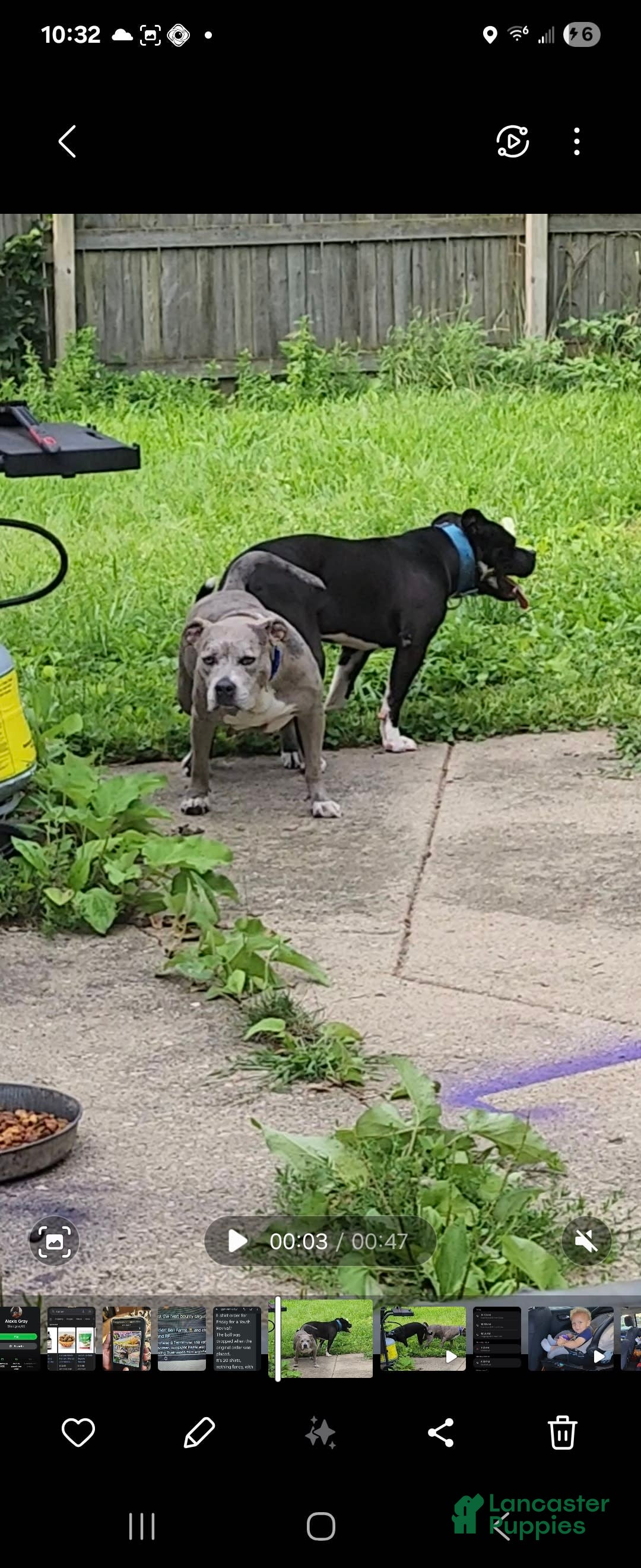 American Pit Bull Terrier dogs for sale: Baby Chop - Image 5