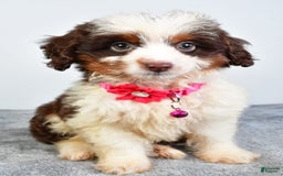 Mini Aussiedoodle dogs for sale: Amber - Image 1