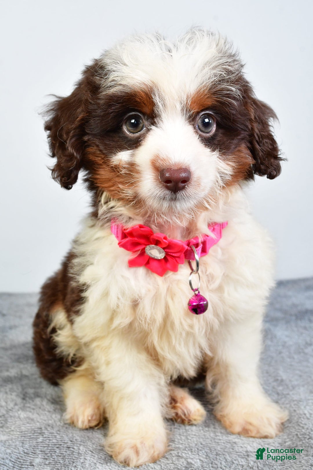 Mini Aussiedoodle dogs for sale: Amber - Image 1