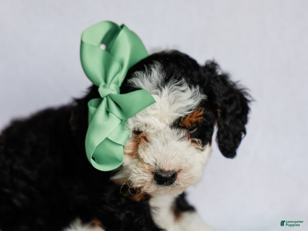 Mini Bernedoodle dogs for sale: Mercedes - Image 7